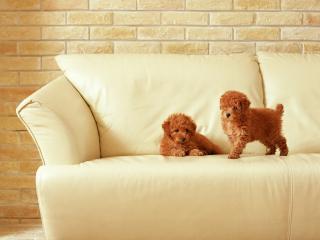 обои Два щенка на белом диване фото