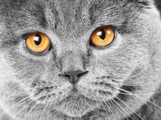обои для рабочего стола: Серый котяра с рыжими глазами