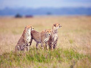 обои Тройка гепардов на охоте фото