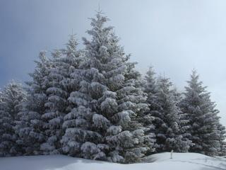 обои Пышные ели леса, в снегу фото