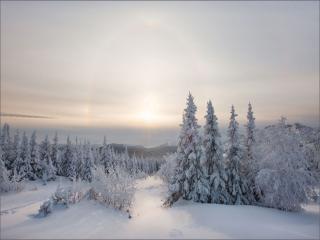 обои Зимнее утро морозное в лесу фото