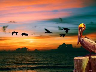 обои Пеликан на фоне утренней зари фото
