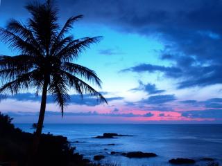 обои Пальма,   море и закат фото