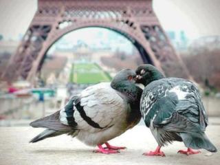 обои Парижские голуби фото