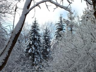 обои Чёрно-белая зима в лесу фото