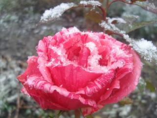 обои Роза и снег фото