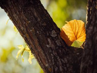 обои для рабочего стола: Осенний лист между ветвей дерева