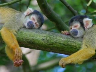 обои Две спящих обезьянки фото