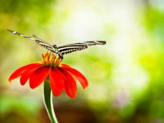 обои Бабочка на ярко-алом цветке фото