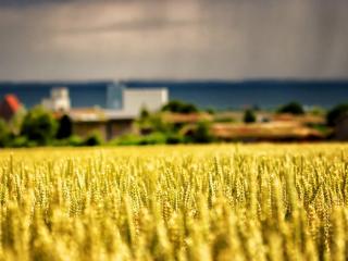обои Золотое поле пшеницы близ поселения фото