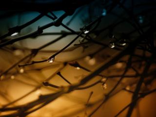 обои Капли дождя на ветвях,   вечер фото
