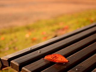 обои Осень в парке,   скамейка фото