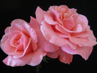 обои Две розы в каплях фото