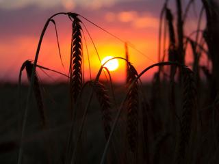 обои Колоски пшеницы,   яркий закат,   макро фото
