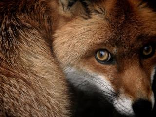 обои Маленькая рыжая лисичка в лесу в Третфорде. Англия фото