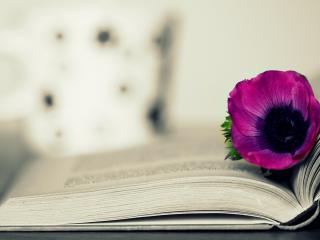 обои для рабочего стола: Открытая книга и сиреневый цветок