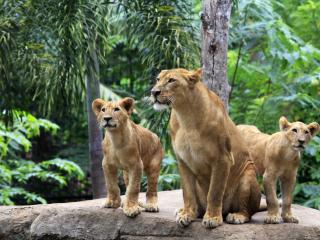 обои Мамаша львица со взрослыми детьми фото