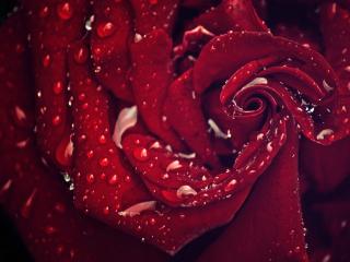 обои Бардовая роза в сочных каплях фото