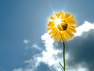 обои Лучи сквозь солнечный цветок фото