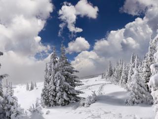 обои Царство зимы в горном лесу фото