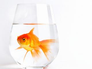 обои для рабочего стола: Золотая рыбка в большом бокале