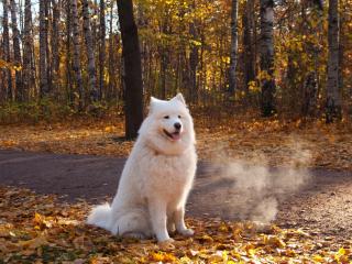 обои Белый пес на осенней листве фото