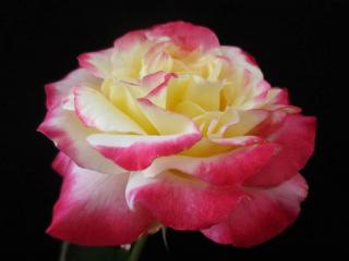 обои Красно-белая роза фото