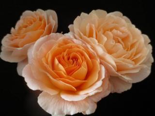 обои Три кремовых розы фото