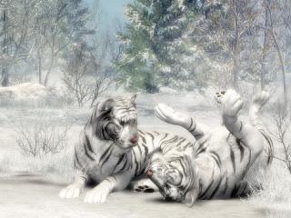 обои Пушистые белые тигры фото