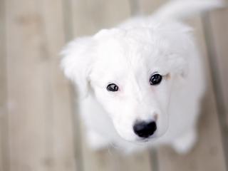 обои Белый пес с черными глазами фото