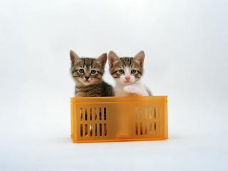 обои Пара котят в пластиковом ящике фото