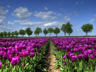 обои Огромное поле тюльпанов фото