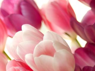 обои Тюльпаны розовых оттенков фото