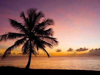 обои Одинокая пальма на закате фото