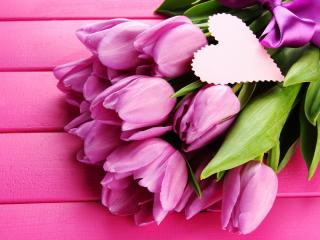 обои Тюльпаны на розовых досках фото