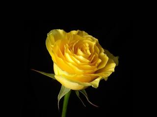 обои Желтая роза в темноте фото