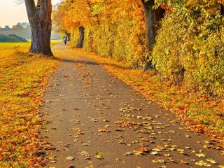 обои Осенняя золотая дорожка фото