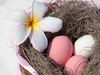 обои для рабочего стола:  Три яйца с цветком в гнезде