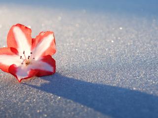 обои Распустившийся цветок на снегу фото