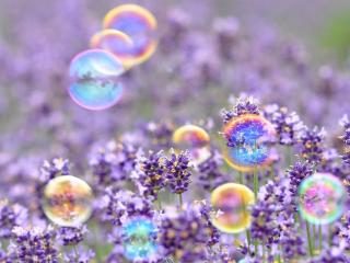 обои Пузыри над фиолетовыми цветами фото