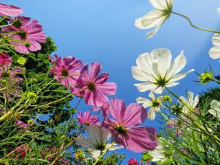 обои Цветы на фоне голубого неба фото