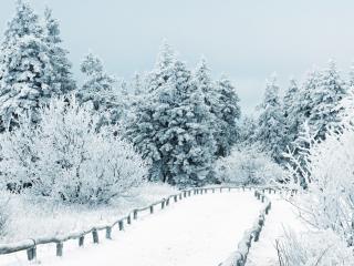 обои Заснеженная дорожка в снежном лесу фото