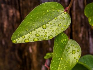 обои Капли воды на тропических листьях фото