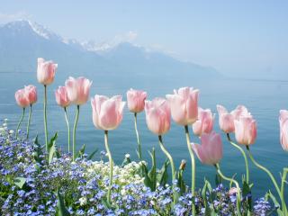 обои Розовые тюльпаны на берегу залива фото