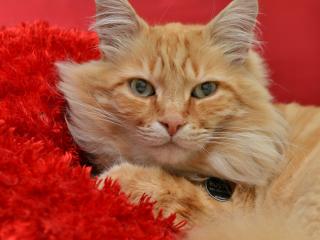 обои Рыжий кот и красный шарф фото
