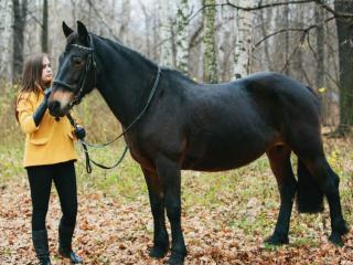 обои Девочка и конь фото