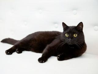 обои для рабочего стола: Просто чёрный кот