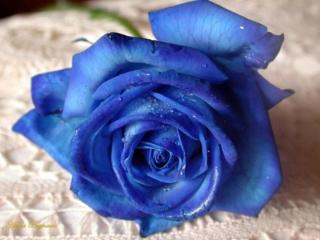 обои Синяя роза с каплями фото