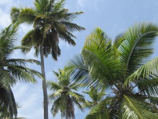 обои Верхушки пальм на фоне неба фото