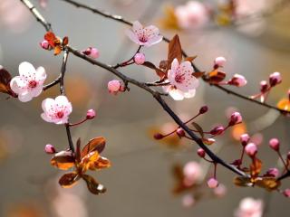 обои Первые цветы вишни фото